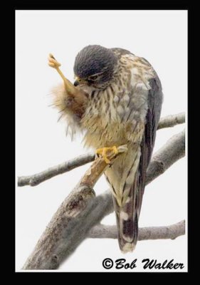 Every Once In Awhile There Is Need For A Leg Up To Rid  It's Self Of Parasites