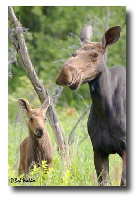 Calf Moose With It's Mom
