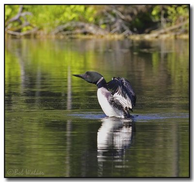 Again The Loon Rises Sometimes In Preparation For Flight