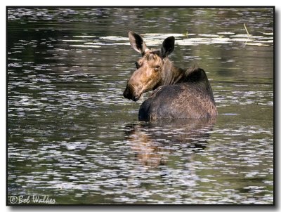 Cow Moose Taking A Dip