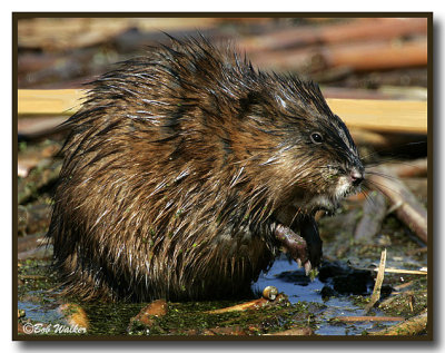 Muskrat (Ondatra zibethicus)