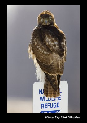 Hawk On National Wildlife Refuge Sign