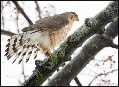 Cooper Hawk Doing What Comes Natural