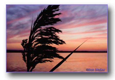 A Reed At Sunset