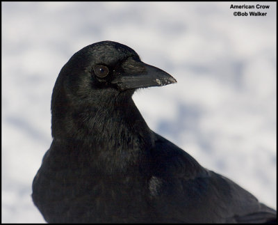 Portrait Of The American Crow