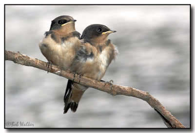 Barn Swallows (Hirundo rustica)  Fledgelings