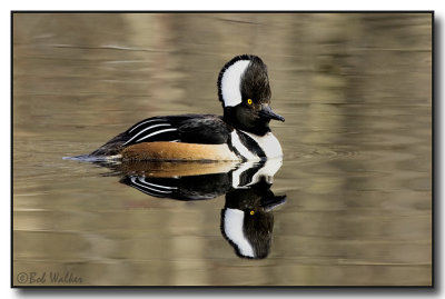 Hooded Merganser