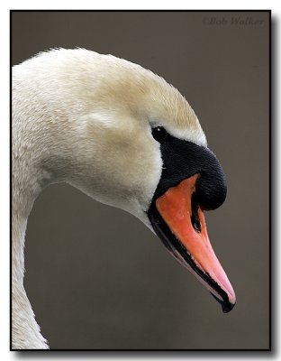 A Mute Swans Side Profile