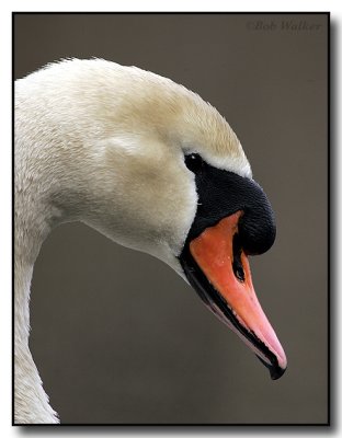 A Mute Swan's Side Profile