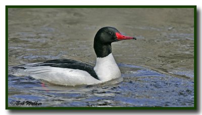 Male Common Merganser