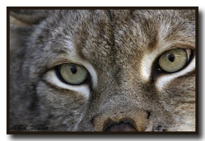 Canadian Lynx Really Close Up