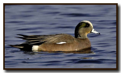 The American Wigeon Gallery