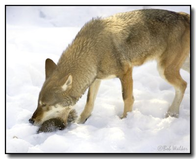 Red Wolf Trying To Eat It's Prey