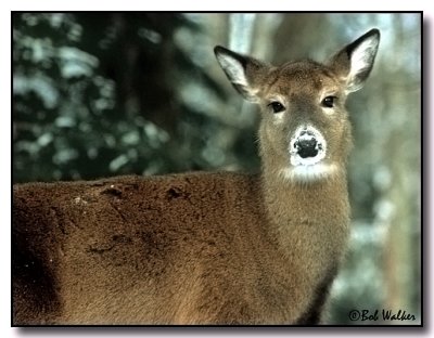 White-tail Doe In Winter Setting.