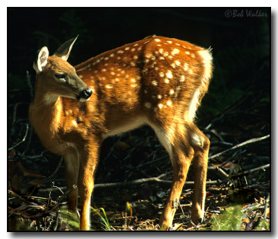 Fawn In Morning Light