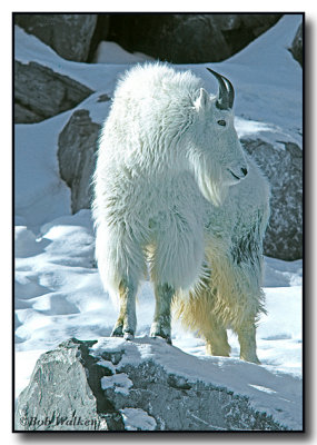 Mountain Goat (Oreamnos americanus)