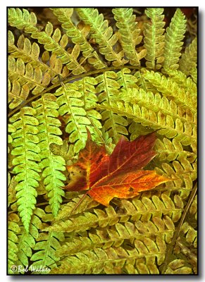 Maple Leaf On Fern