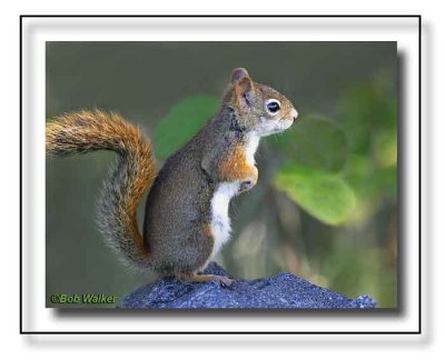 The Red Squirrel