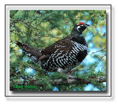 Male Spruce Grouse Also And A Beautiful Bird Species Of The North Woods.