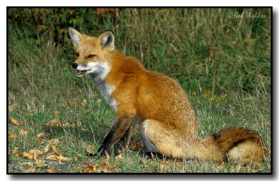 Red Fox Sitting Cautiously Awaiting