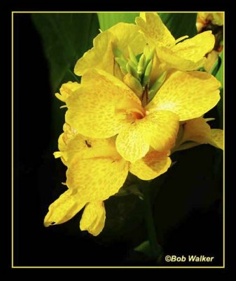 Yellow Orchid Also