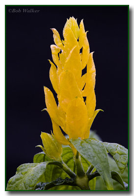 Justicia brandegeana var. lutea Shrimp Plant