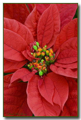 The Holiday Flower, The Poinsettia
