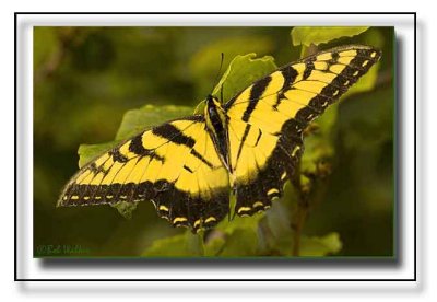 The Eastern Tiger Swallowtail Gallery