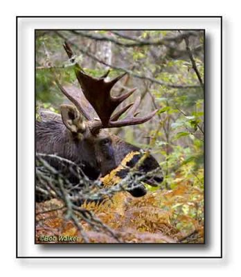 Bull Moose In The Bush Near A Spruce Bog Area