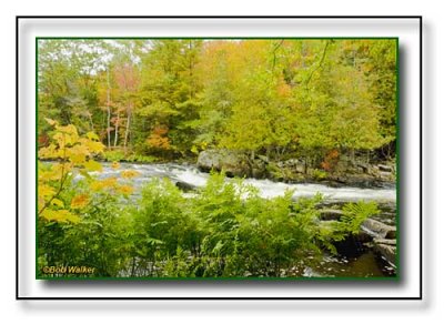 Along The Oxtongue Rapids