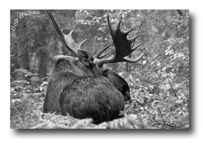 A Large Bull Moose In The Bush