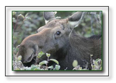 Opeongo Road Cow Moose Keeping An Eye On Me