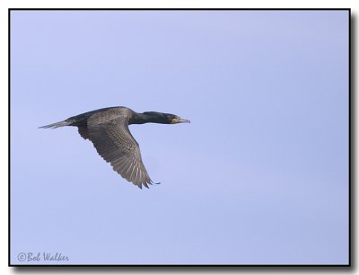 Double Crested Cormorant In Flight