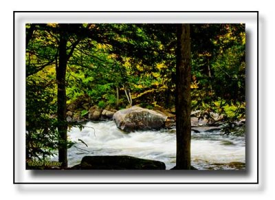 Between The Trees On The Oxtongue River