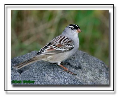 Mature White Crowned Sparrow East Taiga