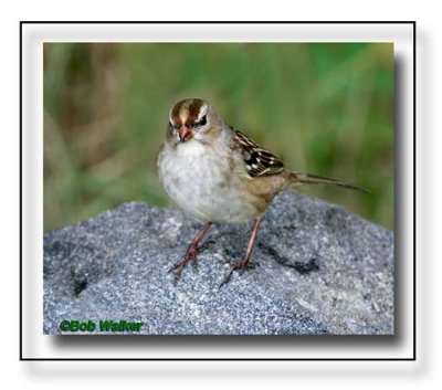 White Crowned Sparrow 1st Winter East Taiga