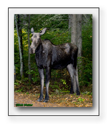 Cow Moose Stands Watching