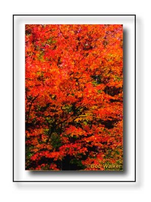 The Color Red As In Algonquin Provincial Park's Autumn