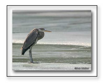 A Real Cool Great Blue Heron