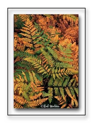 Ferns As Found On The Forest Floor