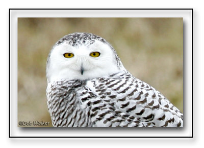 Snowy Owl Up Close