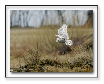 The Snowy Owl About To Capture It's Prey