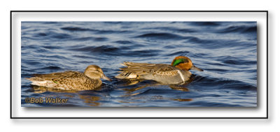 Green-winged Teals, Female & Male
