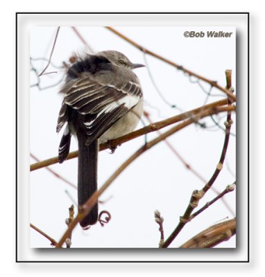Northern Mockingbird (Mimus polyglottos) On A Blustery Day