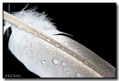 Dampened Feather