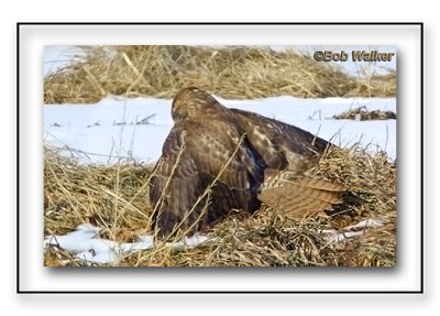Red-tailed Hawk Displaying Mantling