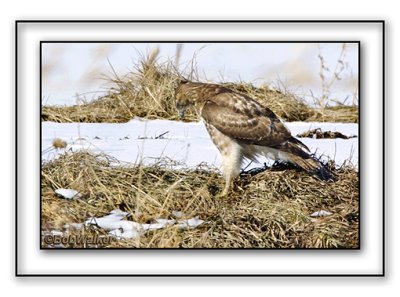 Red-tailed Hawk With it's Prey On Ground