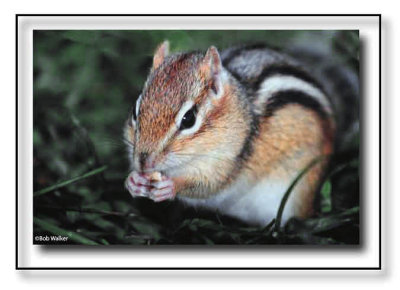 Eastern Chipmonk (Tamias striatus)