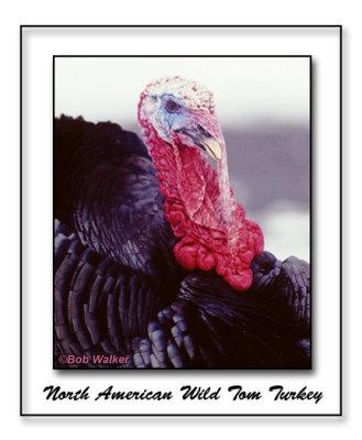 Male Eastern North American Wild Turkey (Meleagris gallopavo), Not Your Prettiest Looking Bird