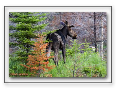 The Spring Bull Moose Stays Alert In It's Surroundings